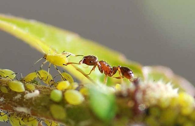 蚂蚁与蚜虫自然界最奇妙的共生关系