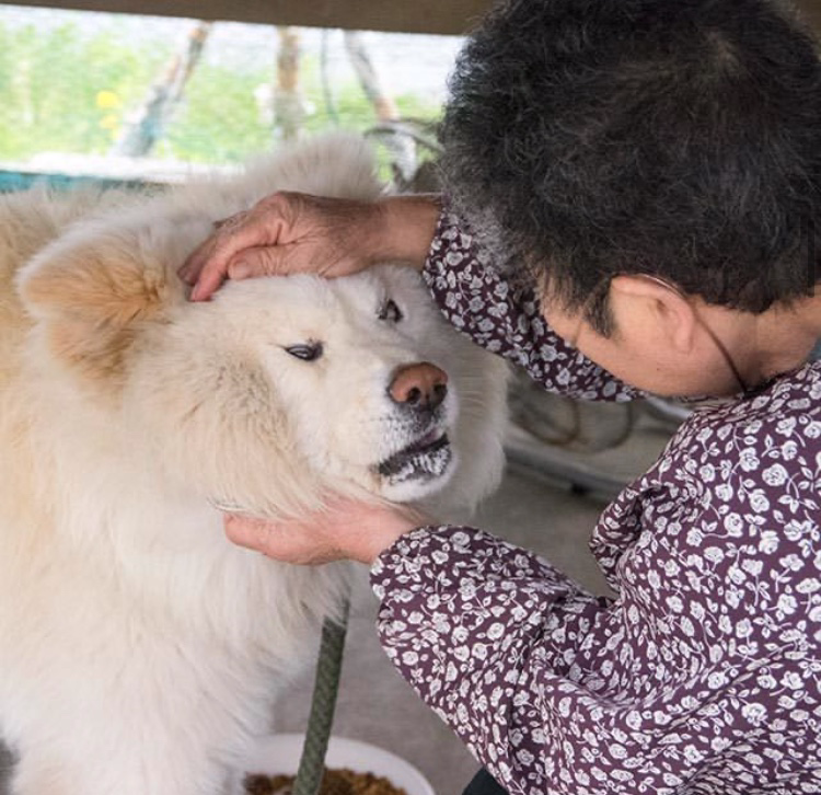 从流浪狗 招牌狗再到电影明星 日本网红 丑萌 秋田犬wasao去世 腾讯新闻