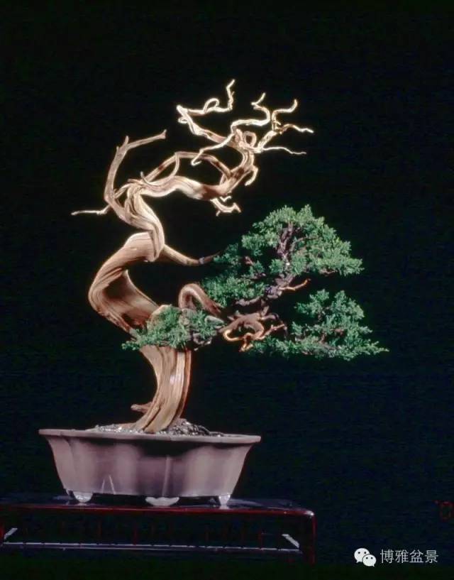 系鱼川真柏杜鹃黄连木花石榴榕树榕树榕树榕树寿娘子杜鹃编辑:博雅