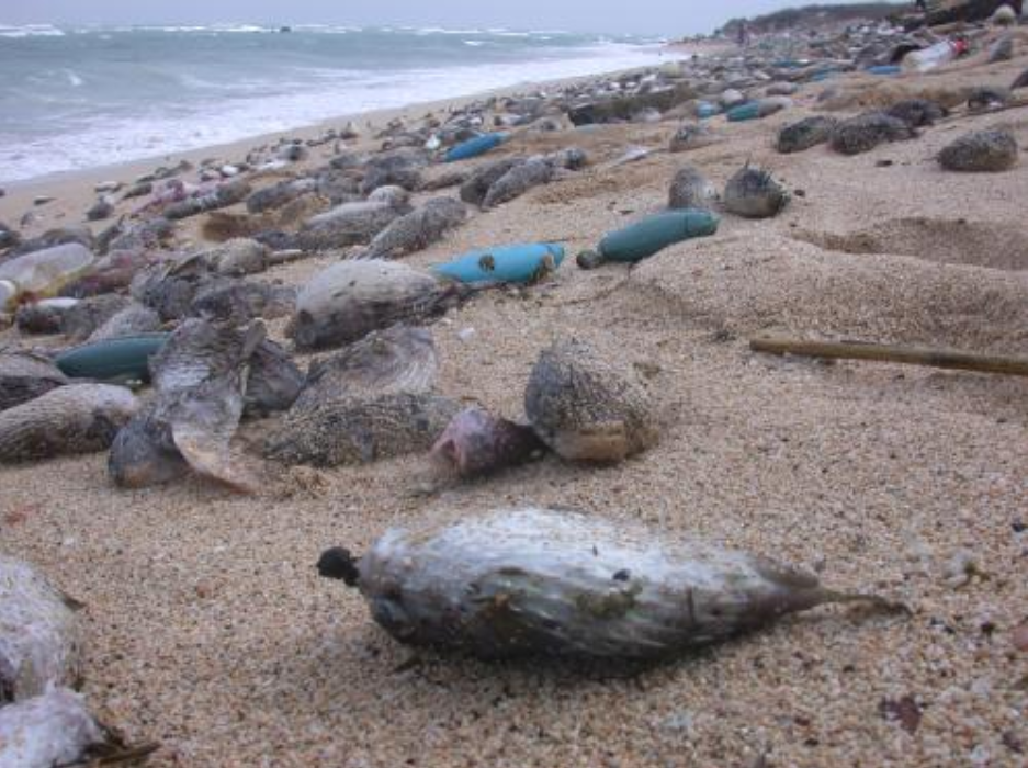 南部海域传来噩耗,大量海洋生物无故死亡,又是美国在背后操盘