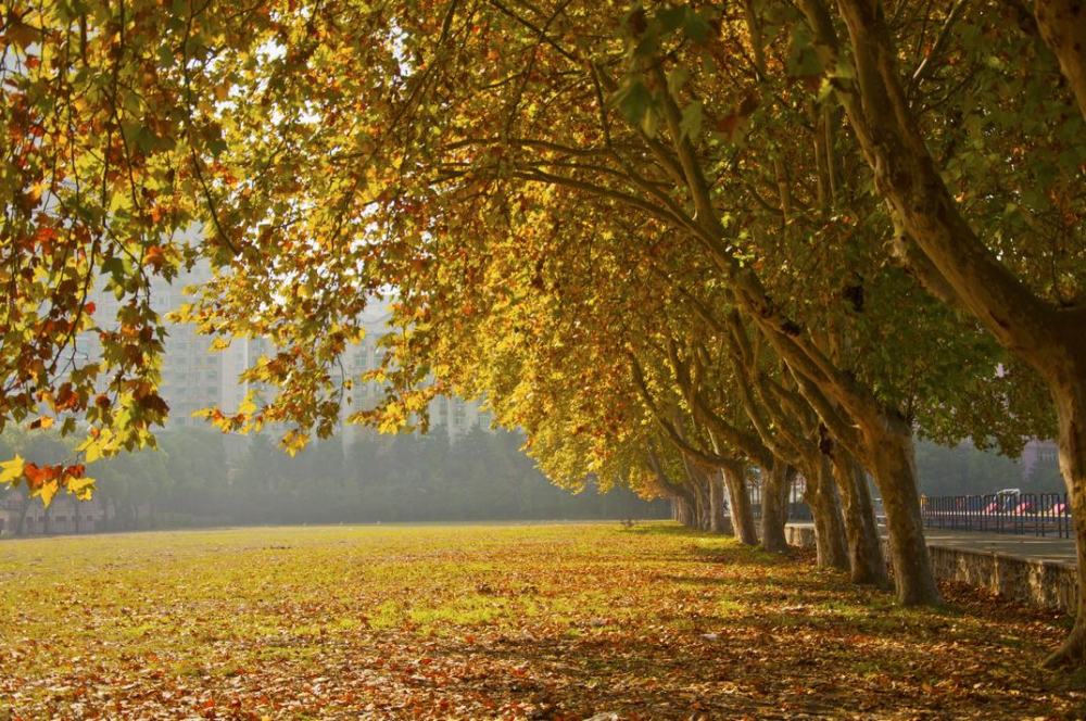 华中科技大学世排名%_华科博士201万,2名本科生各100万!“天才少年”计划校(2)