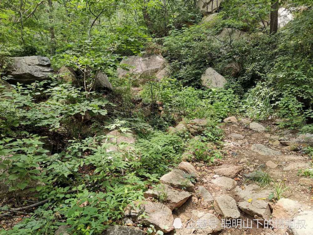 山森林公園雙龍山森林公園越過土路之後,後面的路都在這種石階路了