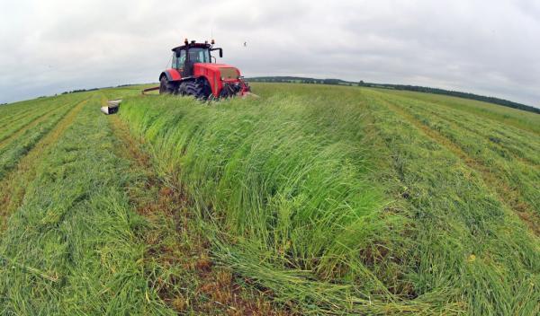 白俄罗斯:收割饲料草正当时