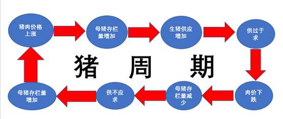 未來三年養豬業趨勢,五方面改變養殖戶需要知道!