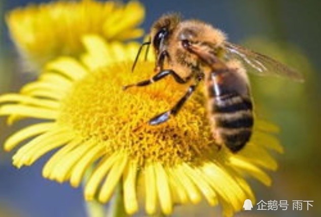 蜂蜜功效能使女人更美丽 腾讯新闻