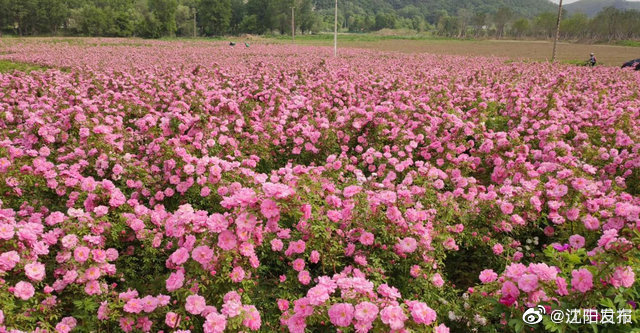 花开得正好看 棋盘山东北最大露地月季花园免费开放 月季花园 棋盘山 东北地区