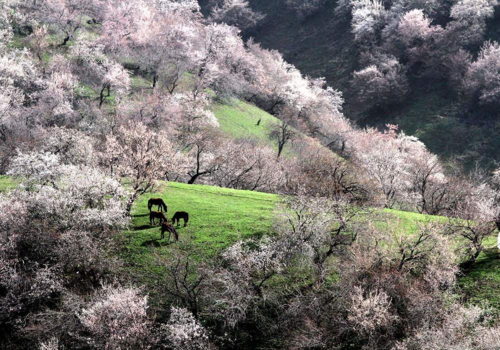 陆游|陆游这首经典的七言绝句，开篇两句略显平淡，最后一句深入人心