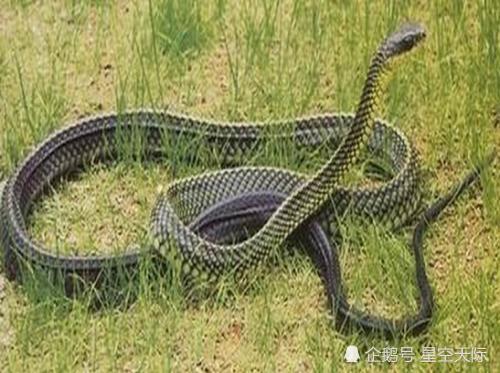 和平精英:玩家突发奇想,想让光子增加毒蛇系统,你认可吗?