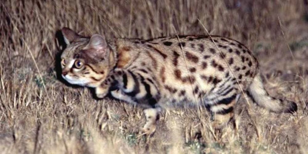 Le Chat Le Plus Meurtrier Du Monde Surnomme Fourmi Tigre Le Taux De Reussite De La Chasse N Est Pas Perdu Pour Le Lion Daynewsfr