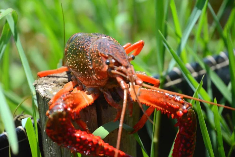 大美吴山村从一份小龙虾开始