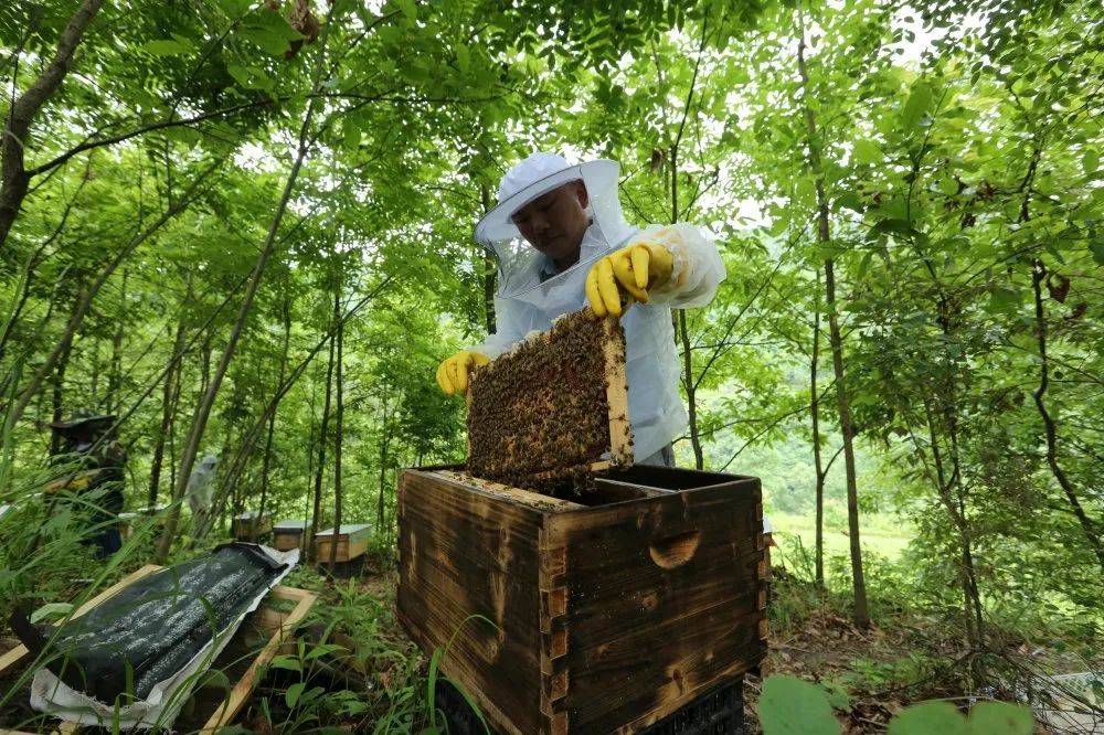 貴州劍河林下養蜂產業旺甜蜜事業有奔頭