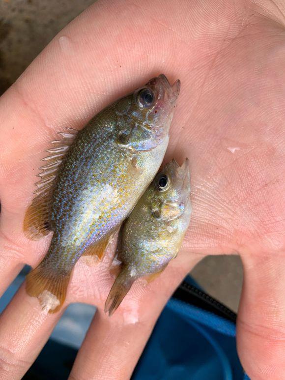 太陽魚入侵四川江河幾年時間數量劇增會氾濫嗎