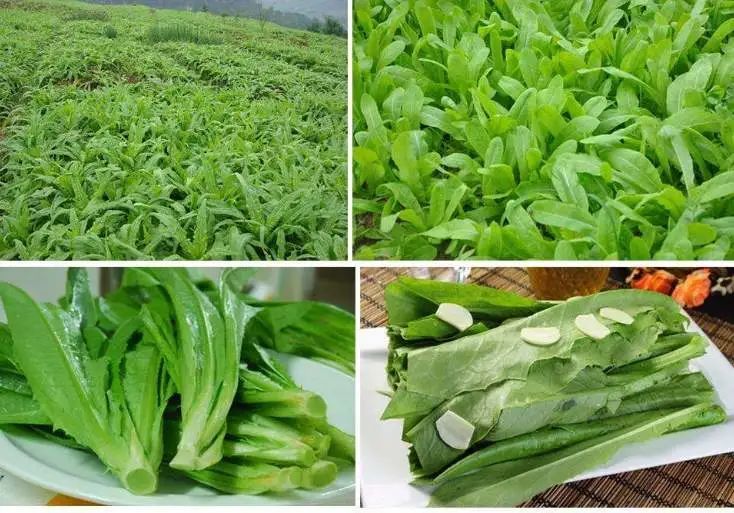 叶菜长得快,一年种多茬,收藏好叶类蔬菜栽培技术!_腾讯新闻