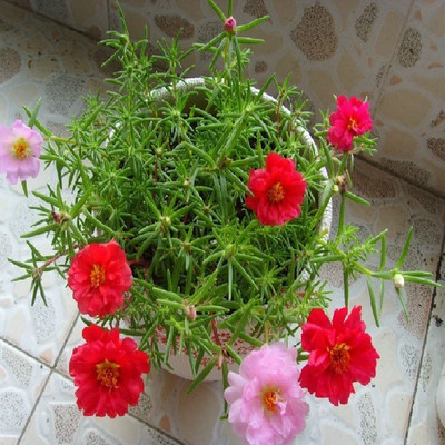 烂根|花草出现这种状态，可能是烂根了，抓紧换盆换土！