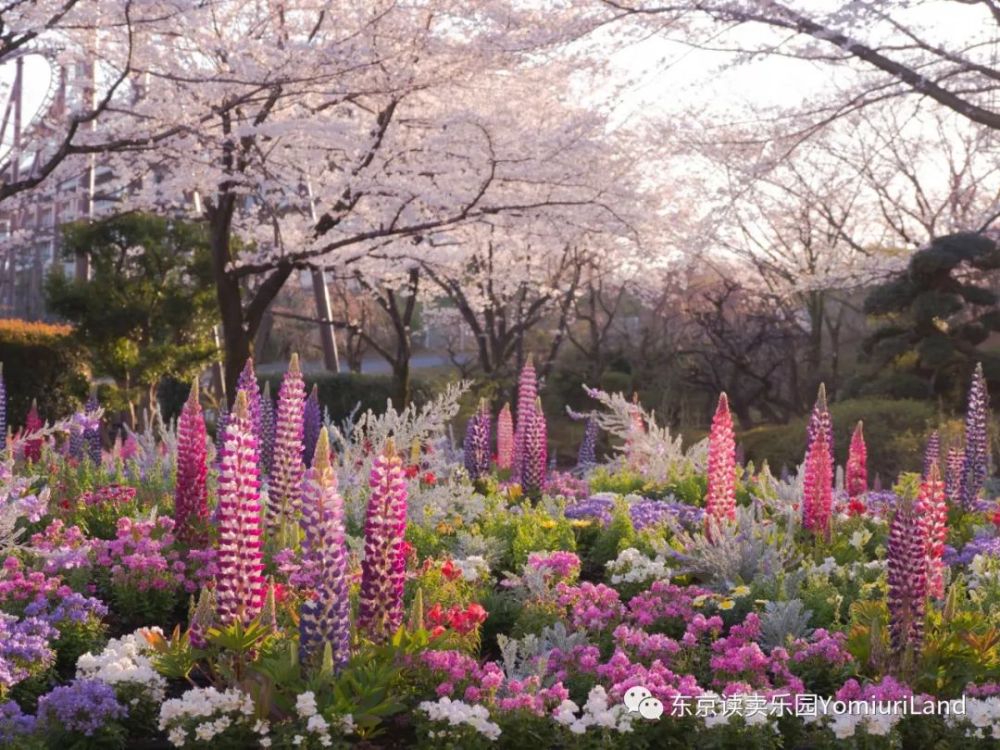 日本首家花园星巴克 读卖乐园hana Biyori 腾讯新闻