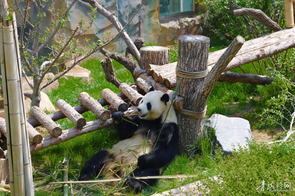 西宁熊猫馆开馆一周年 4只圆滚滚"吸粉"无数