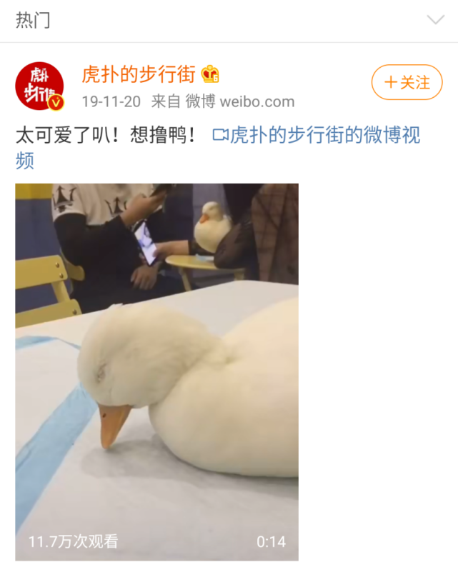 在鸭鸭圆润的身体,光滑的羽毛,可爱的走路或睡觉姿势面前,直男们沦陷