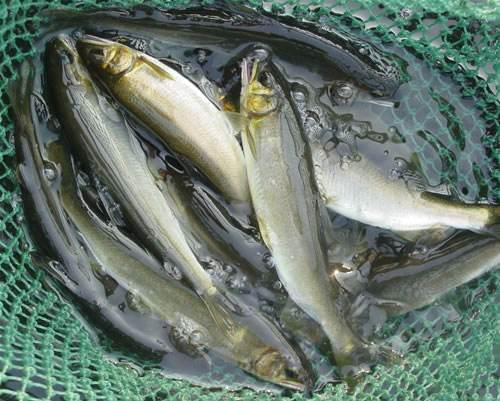 淡水鱼之王肉质清香肥美一斤卖54元可以养殖吗