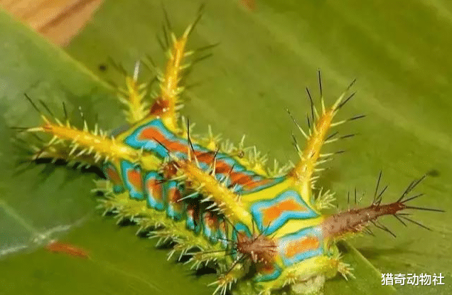 害虫洋辣子是种什么昆虫它为何被炒到了天价