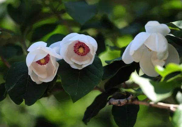 【快看】东北花"点缀"珍珠公园