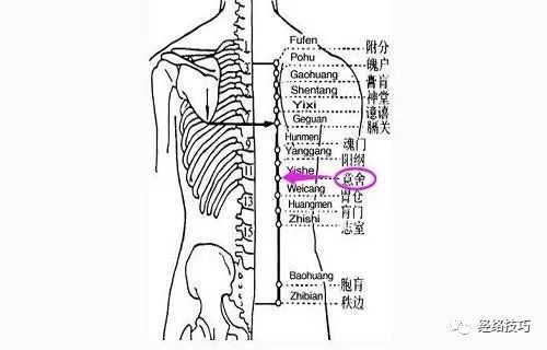 每日一穴意舍穴消除腹胀肠鸣