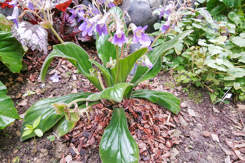 乡下1野草人称"岩白菜",根价值不输人参,长在河边少人识