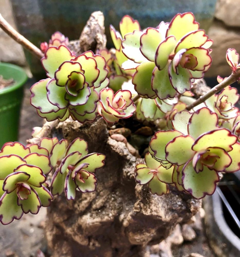 一些长相不寻常的植物 选这些品种就够了 在室内半阴处也能养 腾讯新闻