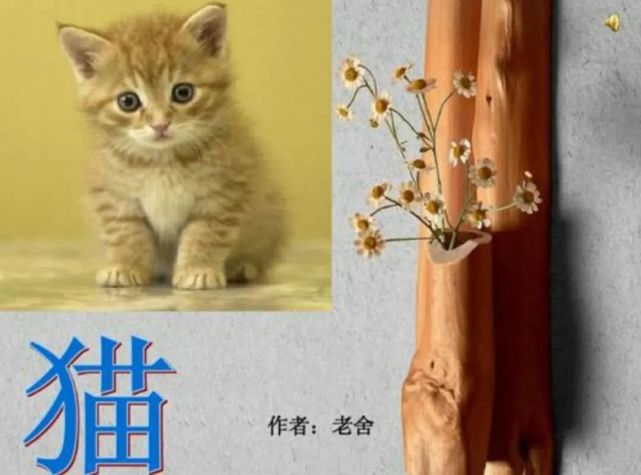 老舍猫