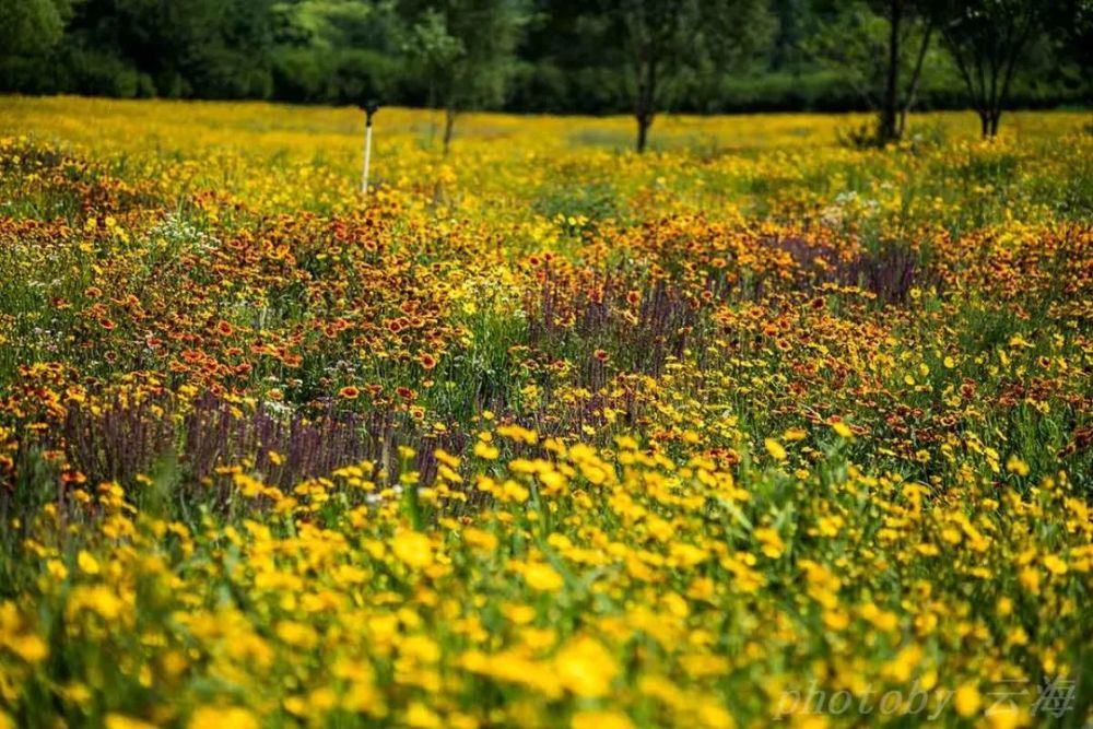 植物花卉 潍坊北辰绿洲湿地公园 夏天的花 腾讯新闻