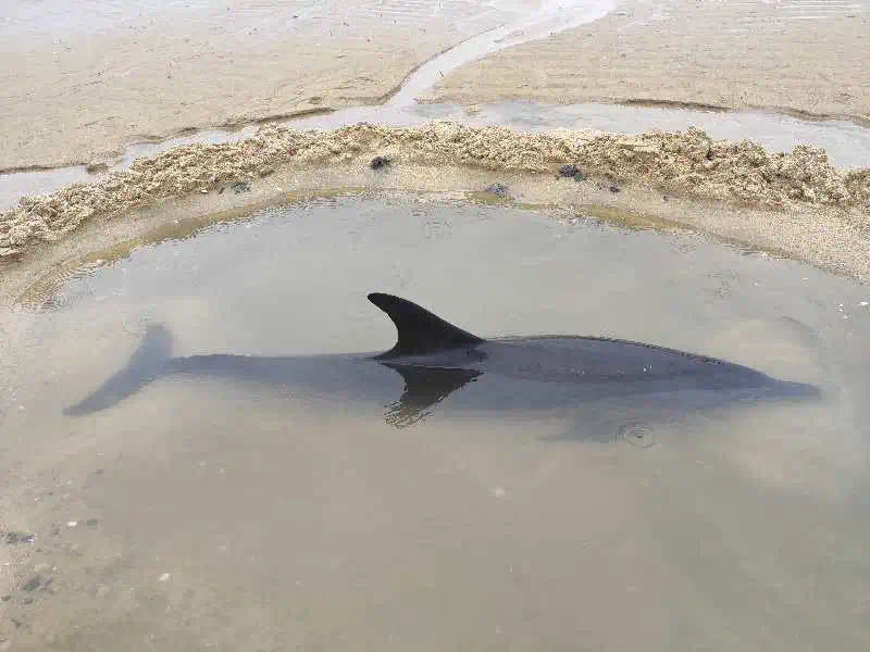 暖心一幕!搁浅海豚获救,临走前向救助人员点头感谢