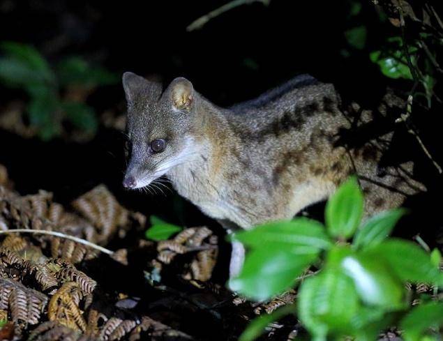 马岛缟狸:繁衍时间最长的动物
