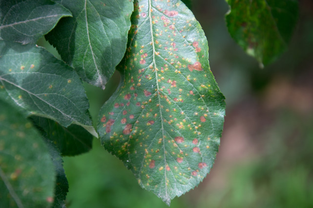 苹果锈病发生严重 原因在哪里 现在要抓紧时间防治 苹果 植物 苹果树 果园 桧柏 杀菌剂