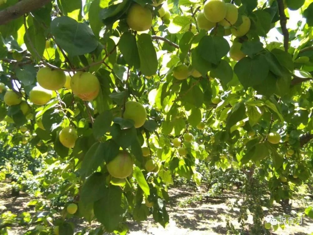 潮白河畔的香白杏可以采摘了
