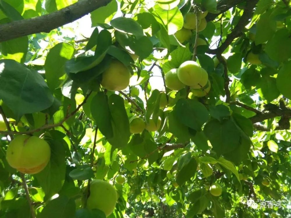 潮白河畔的香白杏可以采摘了