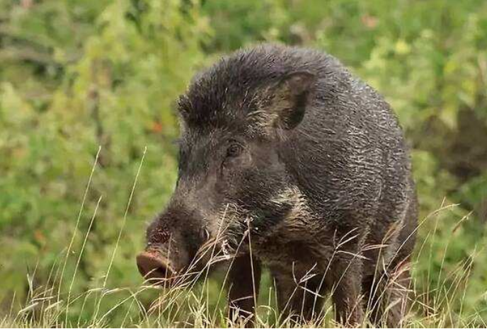 300斤野猪王闯进村子偷吃庄稼,被村民制服,还动用了拖拉机!