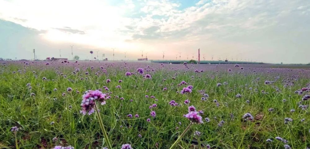 马鞭草，邂逅泾河新城紫色的夏天