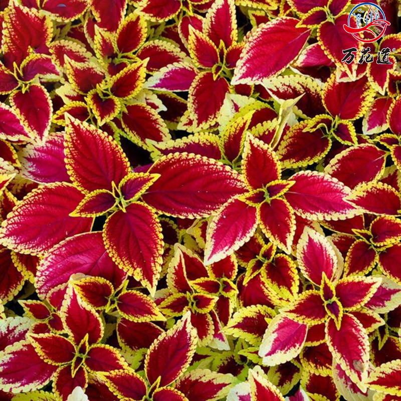 彩叶草简介彩叶草特点彩叶草图片