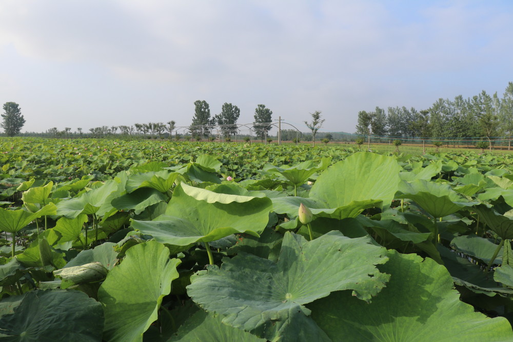亳州十河镇三里湖百亩荷花始盛开