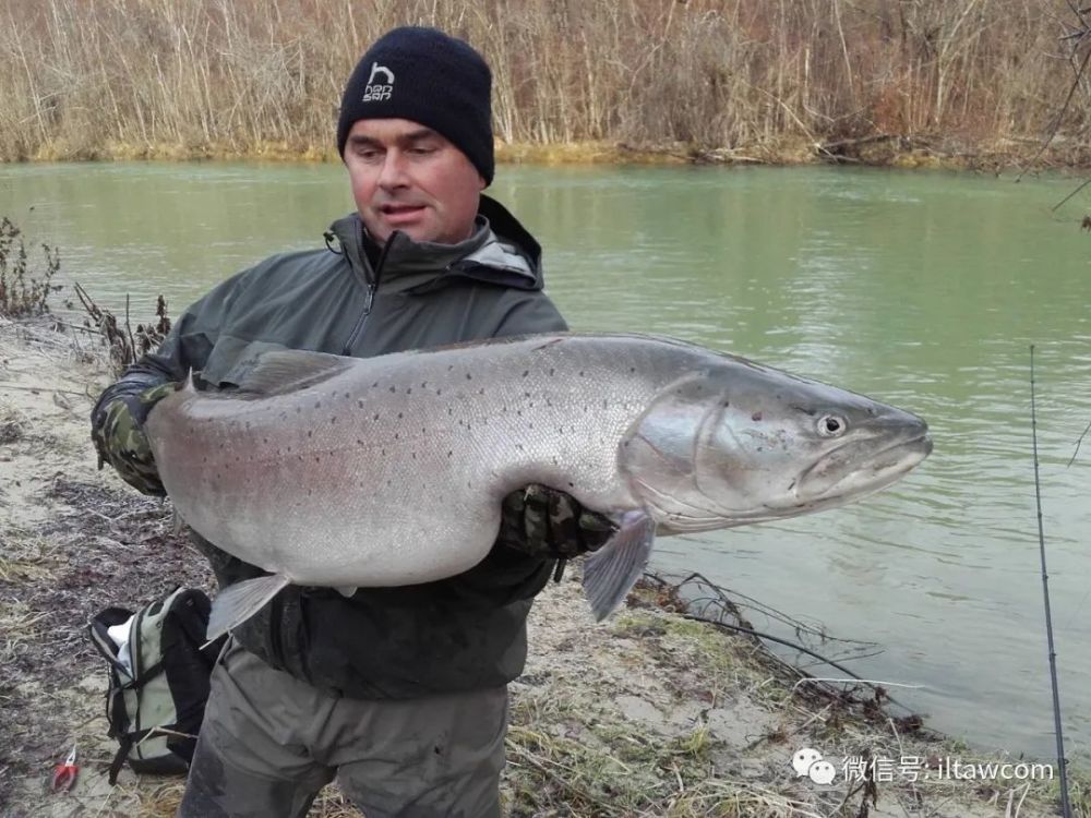 除了多瑙哲罗鱼为鲑科大型淡水鱼外,其他鱼种都属于鲈形目