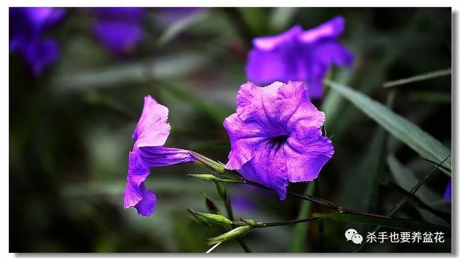 这种在广东广泛用于绿化种植的蓝花草 在外省也普遍存在吗 腾讯新闻