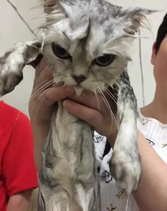 我小猫咪却依然逃脱不了这令喵窒息的洗澡想不到,纵然拼尽全力麻麻再