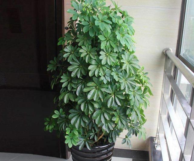 夏天阳台养花草盆栽,3件事不要做,花儿有精神,顺利过夏天