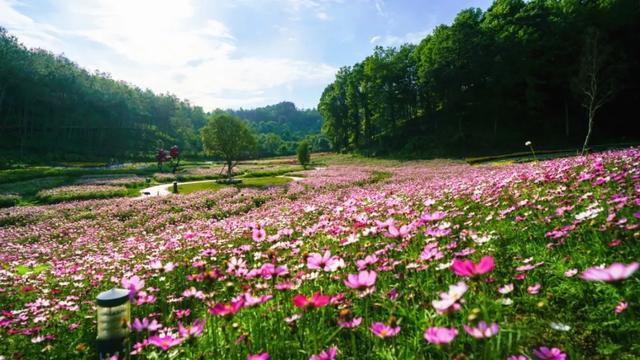 四季花海花千谷 格桑花