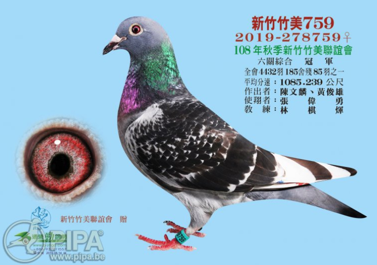 2020天津开创四关综_2020天津开创四关综合鸽王前十名欣赏!