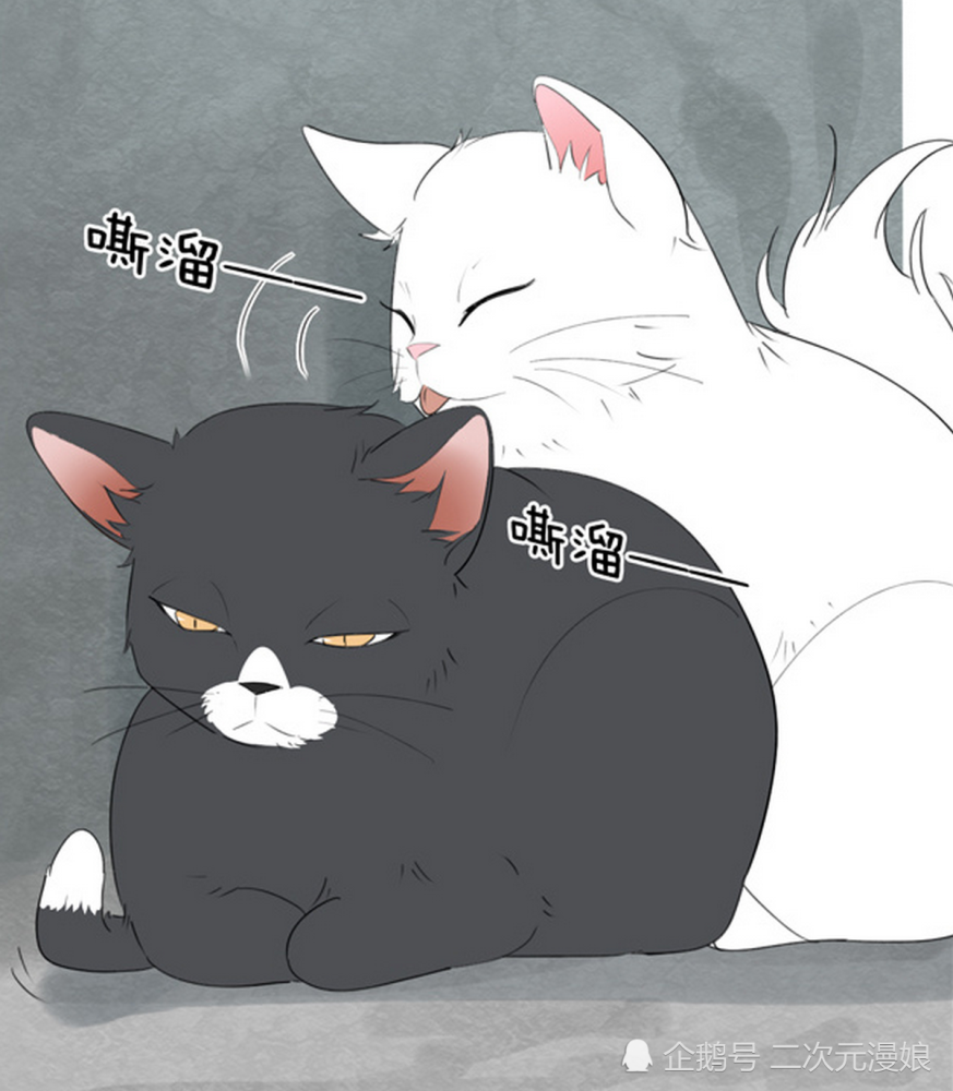 搞笑:白猫在黑猫的底盘上被欺负,时间长了,他却越来越"粘人"