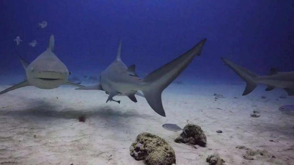 大白鯊遭人誤會千年它只是替罪羊另一種鯊魚連鱷魚也吃