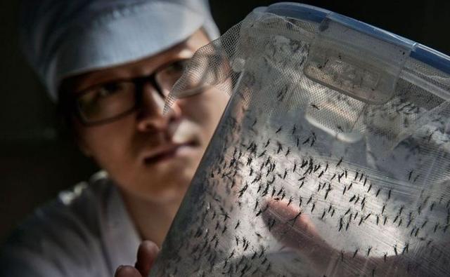 为消除疟疾,数百万转基因蚊子将在美释放,专家:后果或十分可怕