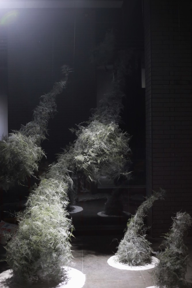 植物装置艺术展看90后艺术家妙手生花