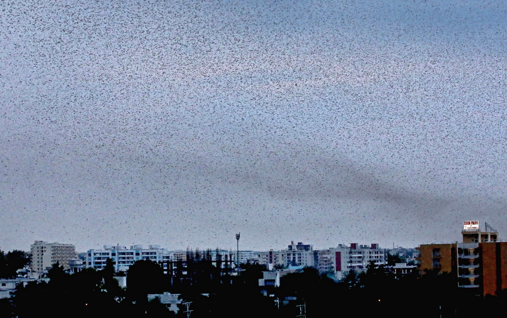 蝗灾|蝗灾会对世界粮食安全造成威胁吗？人类如何智对这种虫灾