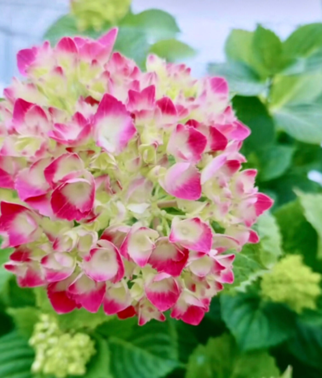 20个绣球品种个个开花大如球新手不要错过